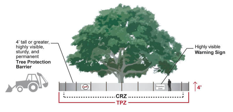 Tree protection zone with critical root zone and visible barriers