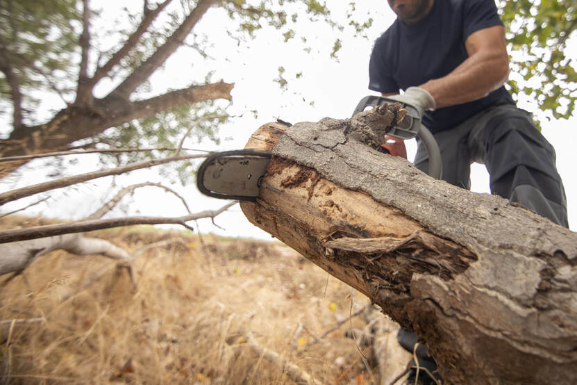 Man with chainsaw cutting down trees to clear land for home construction