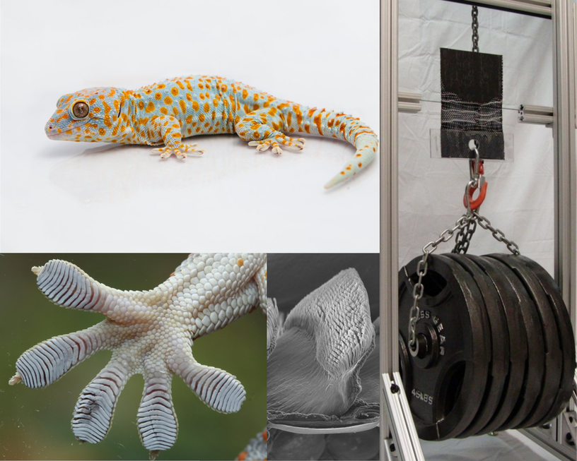 gecko footpad with setae design used to make Geckskin™ adhesive that can lift 700 pounds 