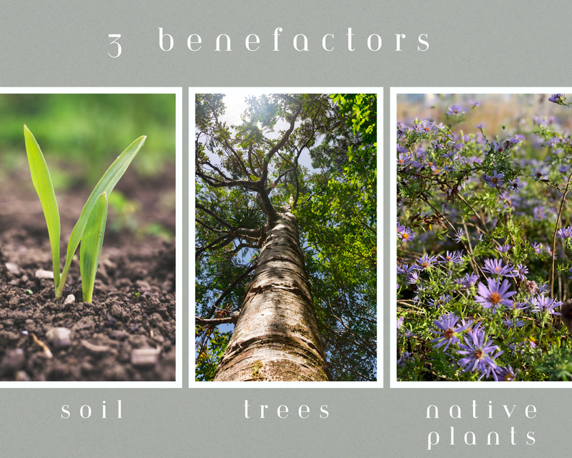 graphic of three benefactors of ecological services provided by Mother Nature include soil, trees, and native plants