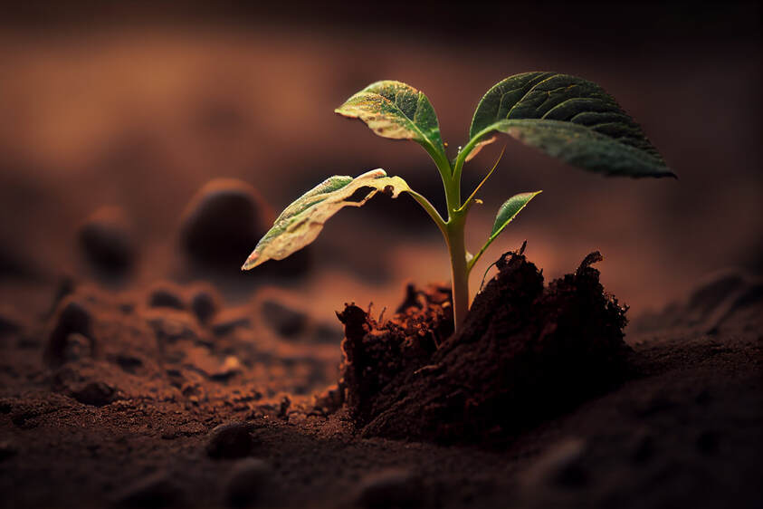A seedling growing out of rich dark soil.