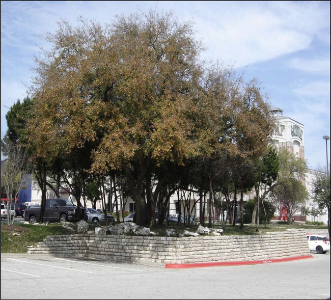 Tree island with a retaining wall to maintain original grade around a large tree