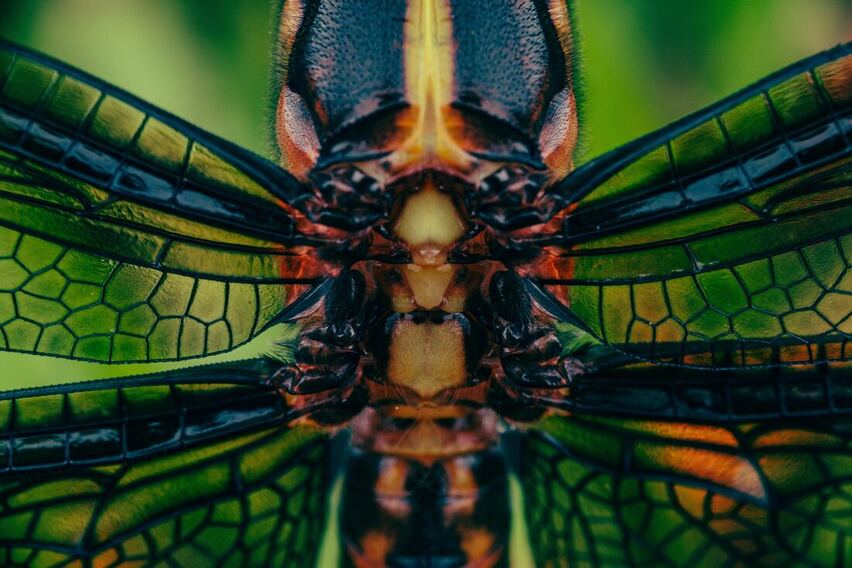 Close up of dragonfly head and four wings