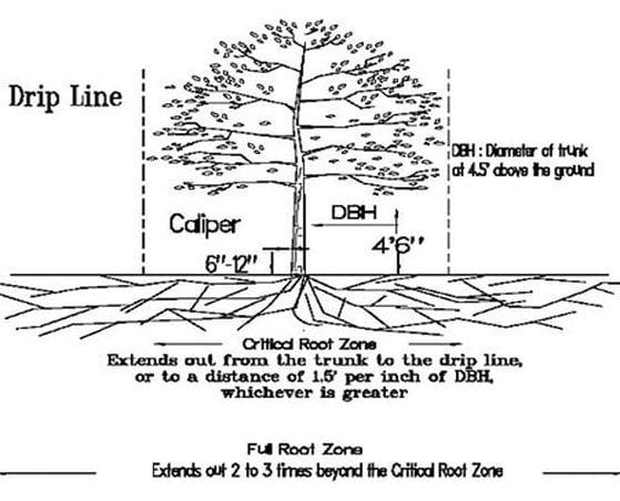 Tree Critical Root Zone required for optimal tree health and stability