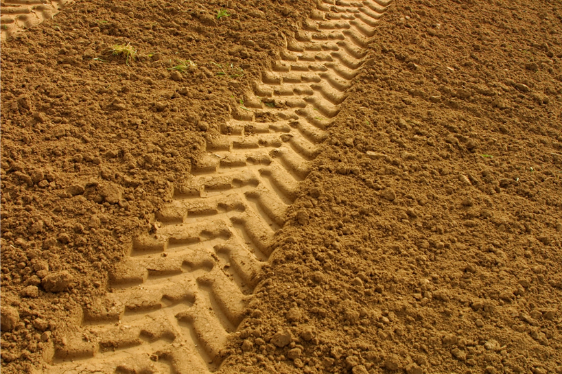 soil compacted by tire tracks in otherwise healthy soil