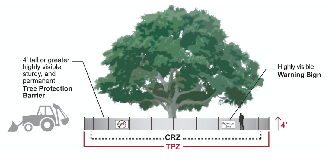 Tree Protection Zones around the base of a tree when planning for construction