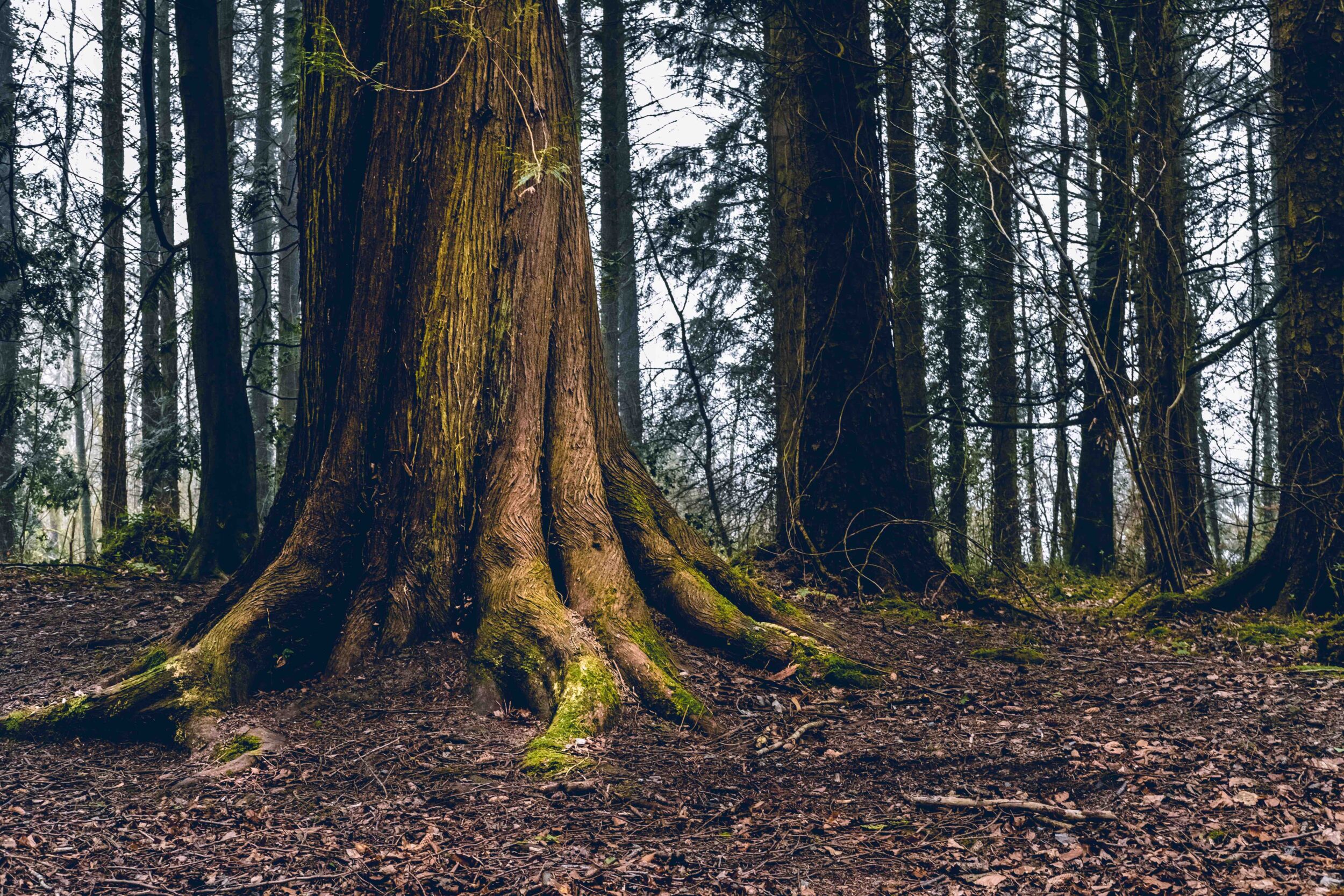 Preserve Trees